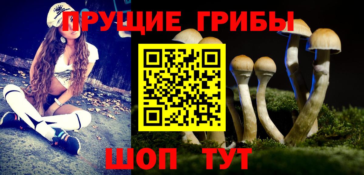 Псилоцибиновые грибы Psilocybe Курск